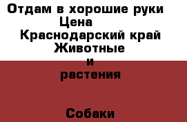 Отдам в хорошие руки › Цена ­ 1 - Краснодарский край Животные и растения » Собаки   . Краснодарский край